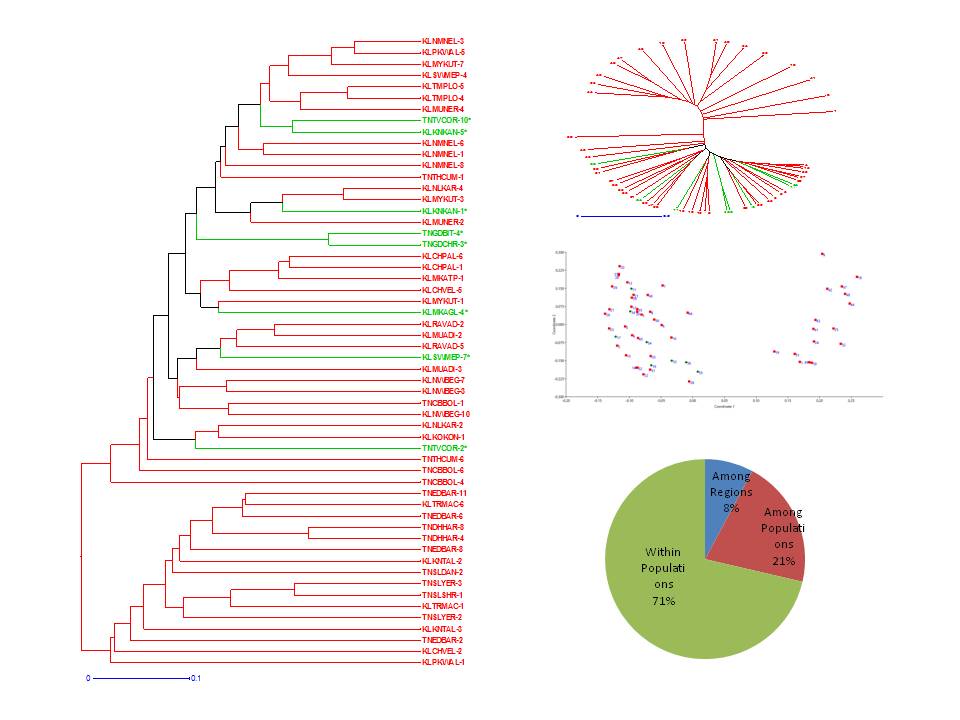 Genetic diversity analysis of Dalbergia latifolia and D. sissoides clones